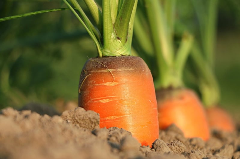 Soil Health Tips