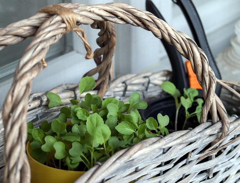 Urban Gardening