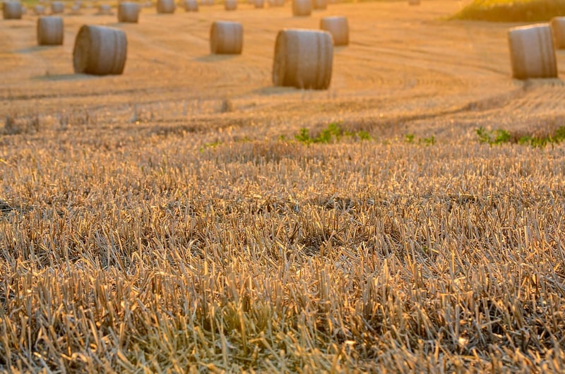 Harvest Festival